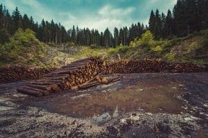 Deforestation for timber production