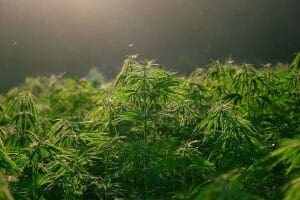 Hemp plants for manufacturing tissue